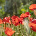 فيلة Olia