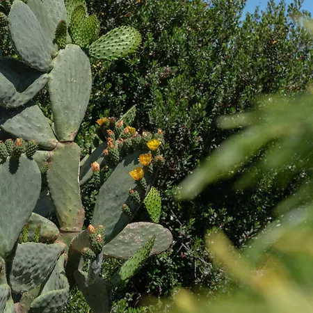 Olia Villa Alghero